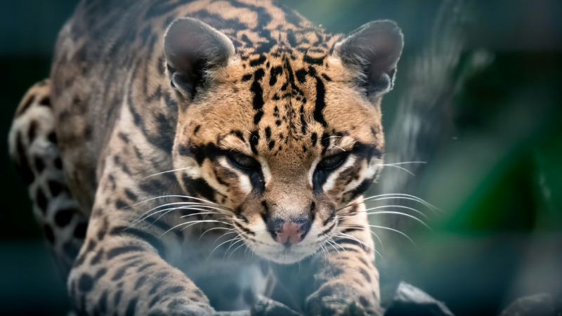 Flora y fauna de Hidalgo