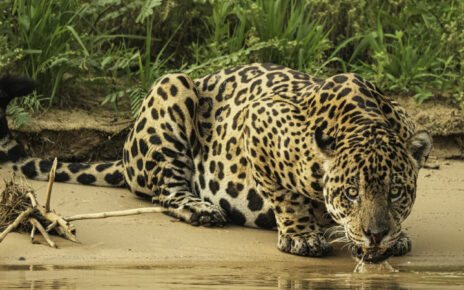 Jaguar