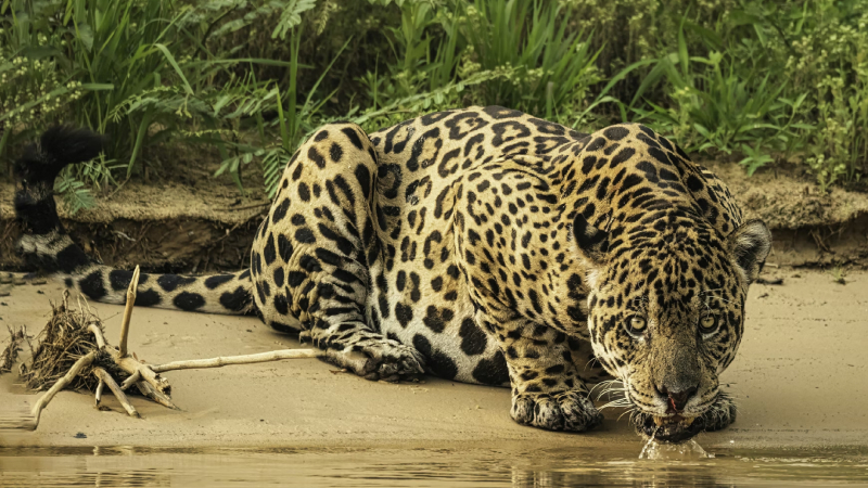 Jaguar