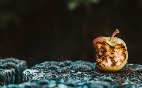 Manzana oxidada